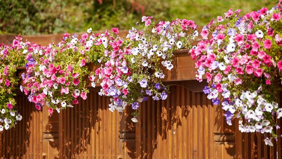 Farbenfrohe Balkonblumen - Gästehaus Bergkristall - Sölden
