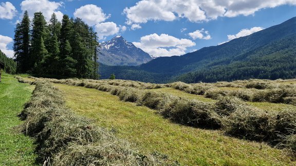 A green meadow with freshly mowed hay and a view of the mountains. The sky is blue with some white clouds. - Granbichlhof - Sölden