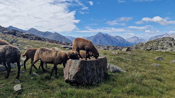 A group of sheep grazes on a green meadow in the mountains. In the background, majestic mountains and a blue sky with some clouds can be seen. - Granbichlhof - Sölden
