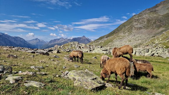 A group of sheep is grazing on a green meadow in the mountains. In the background, majestic mountains and a clear blue sky can be seen. - Granbichlhof - Sölden