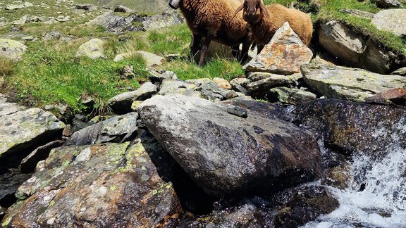 Two sheep are standing on a rocky slope next to a small waterfall. The sky is blue and the surroundings are green and mountainous. - Granbichlhof - Sölden