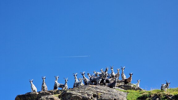 A group of goats is sitting on a rock under a clear blue sky. They are scattered in a green, hilly environment. - Granbichlhof - Sölden