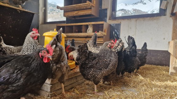 hasen - Granbichlhof - Sölden