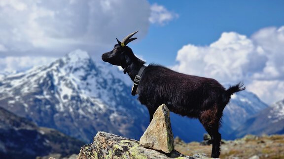 A black goat stands proudly on a rock. In the background, majestic mountains and a blue sky with clouds can be seen. - Granbichlhof - Sölden