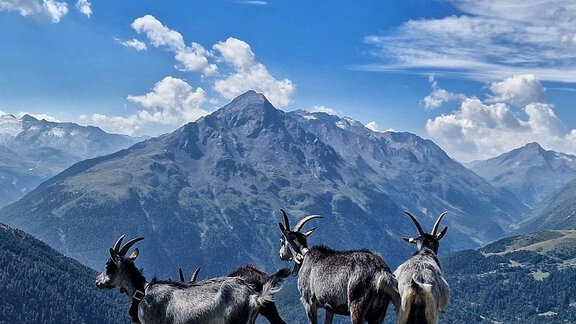 A group of goats stands on a rock overlooking the mountains. The sky is blue with some clouds. - Granbichlhof - Sölden