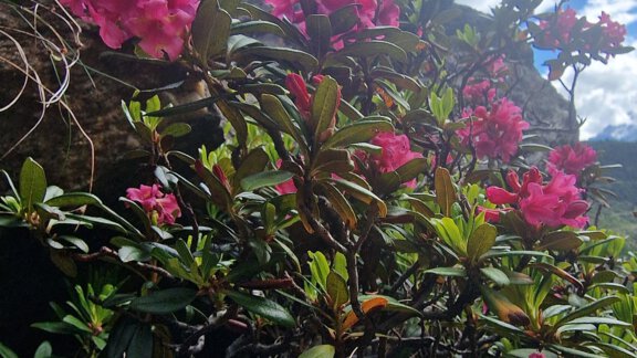 A group of pink flowers grows in a green bush. The sky is clear with a few clouds. - Granbichlhof - Sölden