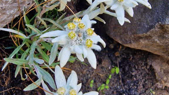 A group of white edelweiss flowers grows between stones. The flowers have yellow flower heads in the middle. - Granbichlhof - Sölden