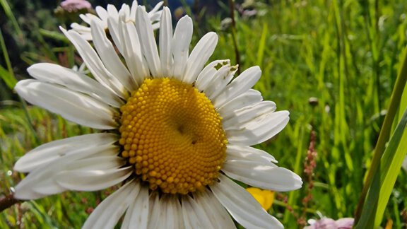 A beautiful daisy with white petals and a yellow center. In the background, green meadows and mountains can be seen. - Granbichlhof - Sölden