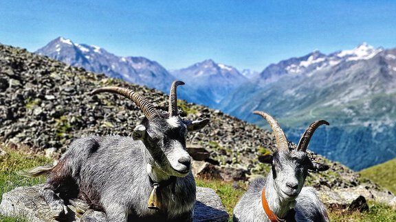 Two ibexes are resting on a meadow in the mountains. In the background, there are massive peaks and a clear blue sky visible. - Granbichlhof - Sölden