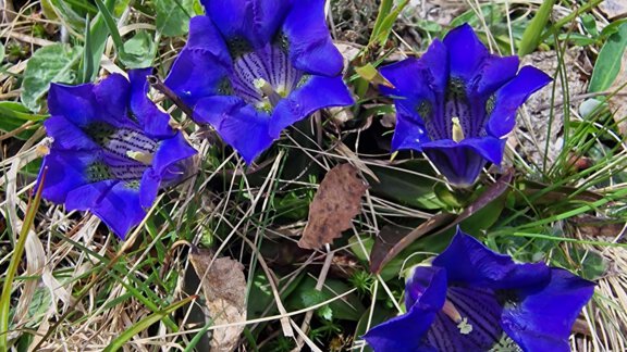 A group of blue gentian flowers grows on lush green. The flowers have a bright color and are surrounded by various grasses and leaves. - Granbichlhof - Sölden