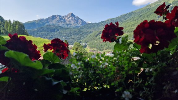 A beautiful view of the mountains with blooming red flowers in the foreground. The sky is clear and the surroundings are green. - Granbichlhof - Sölden