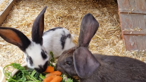 Two rabbits are eating fresh vegetables, including carrots. In the background, there is a wooden structure with heart-shaped cutouts. - Granbichlhof - Sölden