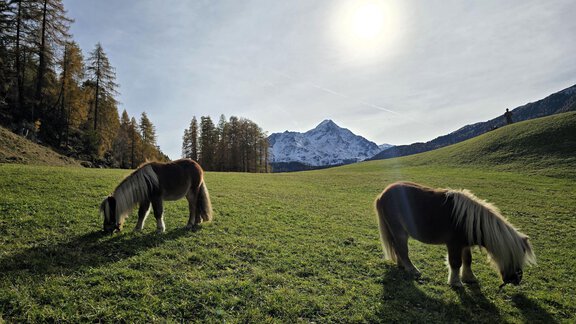 Two ponies are grazing on a green meadow in front of a mountain panorama. The sun is shining in the sky and it is a peaceful landscape. - Granbichlhof - Sölden