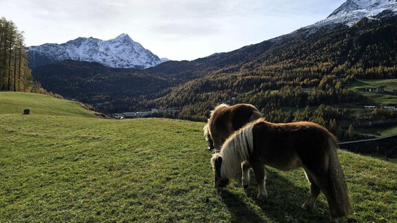 Two ponies are grazing in a green meadow with a view of the mountains. In the background, snow-capped peaks and autumnal forests can be seen. - Granbichlhof - Sölden