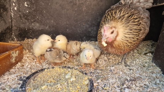 A chicken is sitting next to its chicks in a stable. They are eating grains from a bowl. - Granbichlhof - Sölden