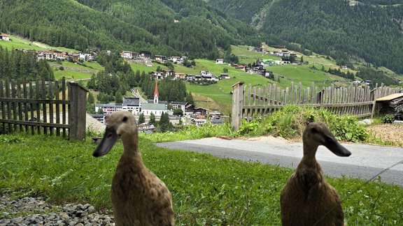 Two ducks are standing on a gravel path with a green landscape in the background. The mountains and a small village are visible in the distance. - Granbichlhof - Sölden