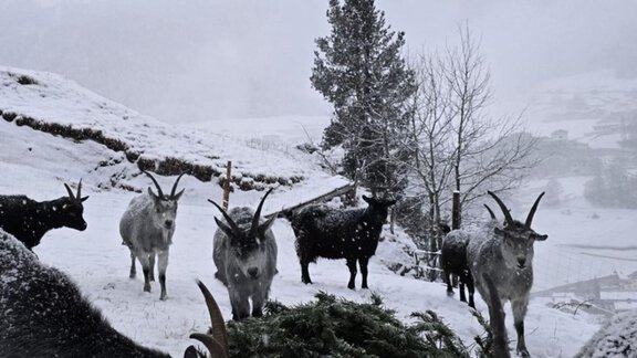 1000154982 - Granbichlhof - Sölden
