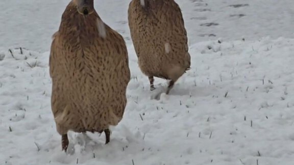 1000131658 - Granbichlhof - Sölden