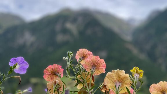 Colorful flowers with purple, orange, and yellow blooms in the foreground. In the background, green mountains and a cloudy sky can be seen. - Haus Nesselhof - Sölden