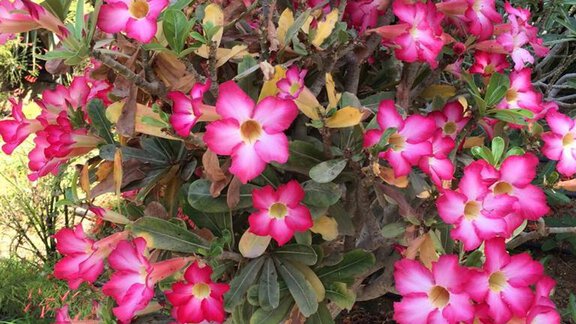 Sommer - Haus Seppl - Sölden