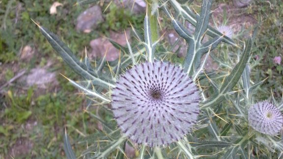 Silberdisteln - Haus Seppl - Sölden