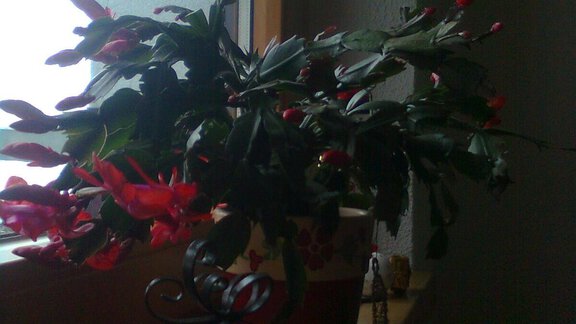 Weihnachtskaktus - Haus Seppl - Sölden