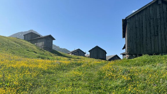A picturesque meadow with colorful flowers and old wooden houses. In the background, a clear blue sky can be seen. - Top Apart Daniela - Sölden