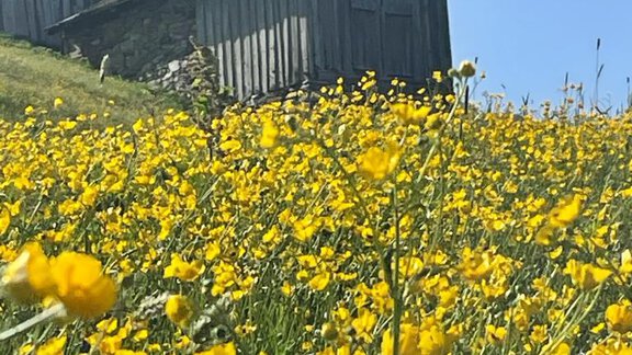 A meadow with brightly yellow flowers surrounds a traditional wooden house. The sky is clear and blue. - Top Apart Daniela - Sölden