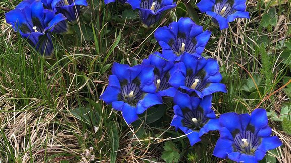 A cluster of brightly blue gentian flowers grows on green grass. The flowers have a striking shape and display beautiful details. - Top Apart Daniela - Sölden