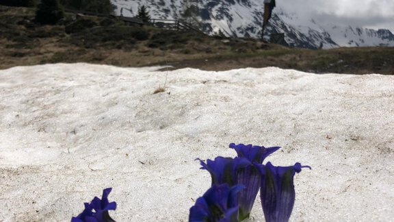 A group of blue gentian flowers grows on snow-covered ground. In the background, snow-covered mountains and cloudy sky can be seen. - Top Apart Daniela - Sölden