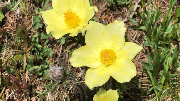 Three bright yellow flowers with yellow blooms are growing in the green grass. They convey a cheerful and sunny atmosphere. - Top Apart Daniela - Sölden