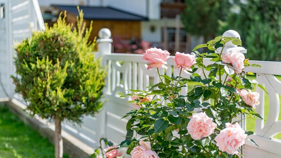 Beautiful pink roses are blooming next to a well-maintained hedge. In the background, a white fence and a residential building can be seen. - Villa Castelbell - Sölden