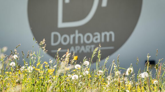 Ein blühendes Feld mit verschiedenen Pflanzen und Löwenzahn im Vordergrund. Im Hintergrund ist das Logo von "Dorhoam Apartments" sichtbar. - Apart Dorhoam - Umhausen