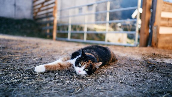 Arche-Oetztal Katze Mitzi - ARCHE-OETZTAL - Umhausen
