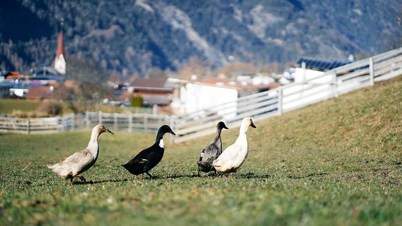 Arche-Oetztal Enten - ARCHE-OETZTAL - Umhausen