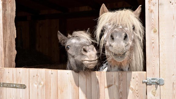 Ponys Sissi und Maya - Chalet Waldhart - Umhausen