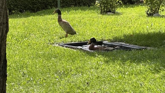 Garten - Chrysanth Hof - Umhausen