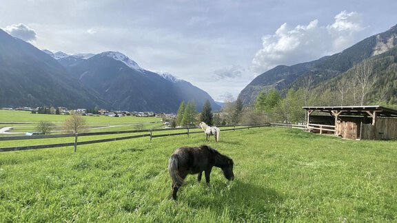 Sommerweide der Ponys - Ferienhaus Tirol im Ötztal - Umhausen
