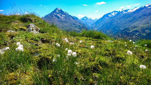 Wollgras in den Ötztaler Alpen - Ferienwohnung - Murmele - Umhausen
