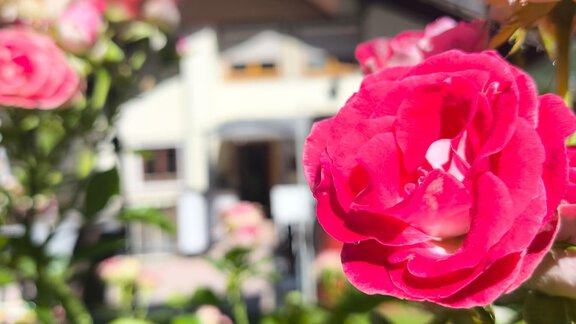 A close-up of a pink flower with soft petals. In the background, other flowers and a building are seen blurred. - Ferienwohnung Martha - Umhausen