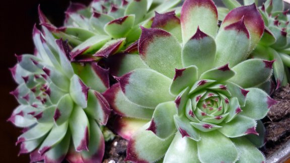 Hauswurz - Haus Huberta - Umhausen