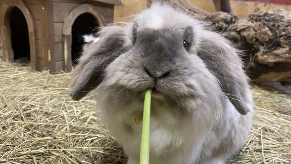 Bei Hase und Co. - Landhaus Waldhart - Umhausen