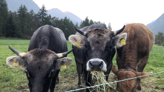 IMG_8494 - Michelas Hof 14155 - Umhausen