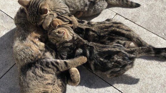 IMG_8670 - Michelas Hof 14155 - Umhausen