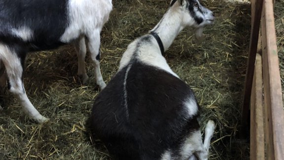 IMG_8683 - Michelas Hof 14155 - Umhausen