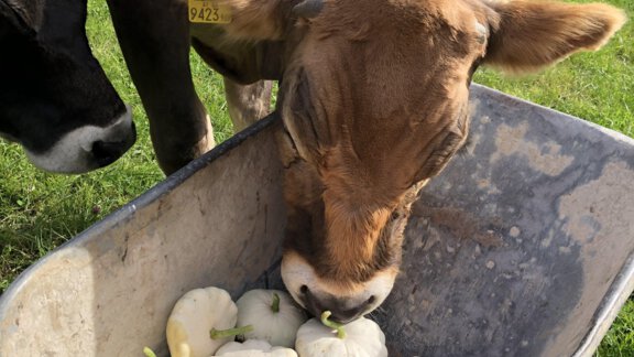 IMG_8685 - Michelas Hof 14155 - Umhausen