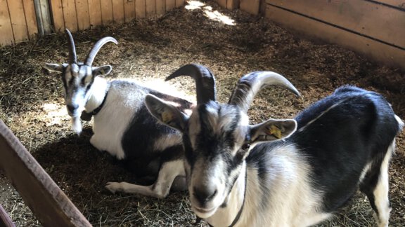 IMG_8525 - Michelas Hof 14155 - Umhausen