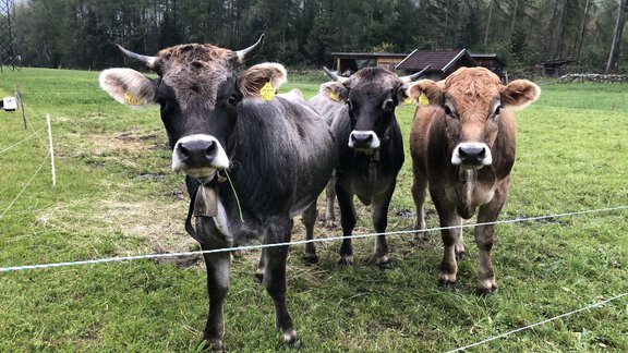 IMG_8492 - Michelas Hof - Umhausen