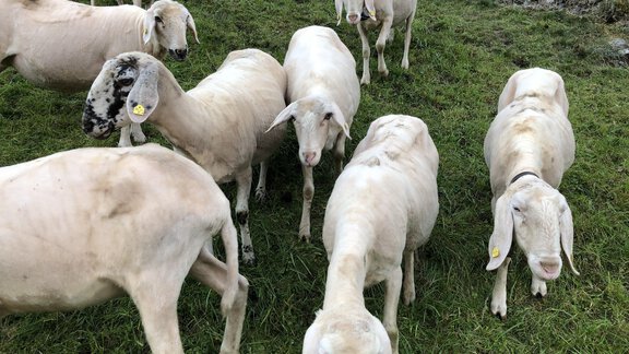 Schafe - Michelas Hof - Umhausen