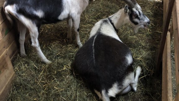 IMG_8682 - Michelas Hof - Umhausen